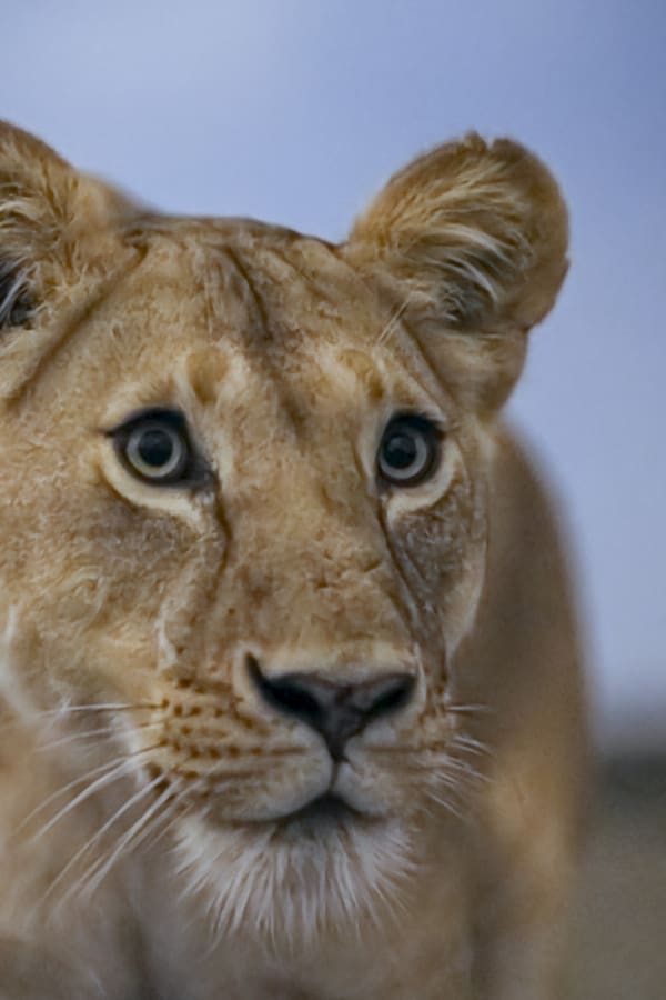 Noite na Terra em Cores