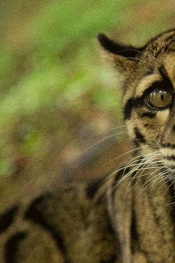 Gatos Selvagens da Índia