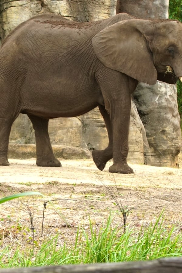 A Magia do Disney's Animal Kingdom